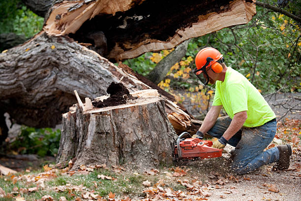 Best Tree Pruning Services  in Bath, PA